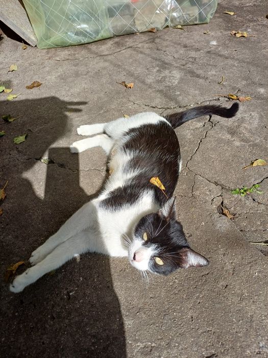 Търси дом - нежна домашна котка