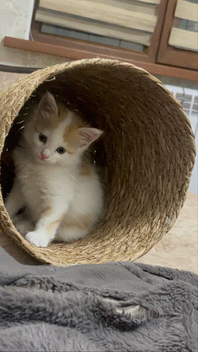 2 кошки,желтый и черная