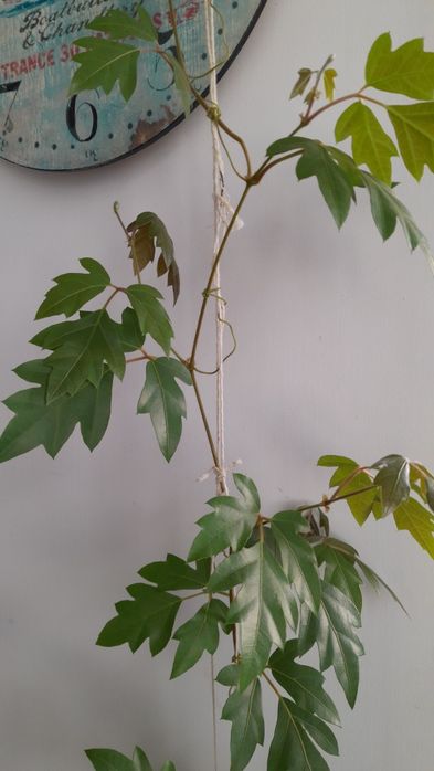 Комнатный виноград (циссус)