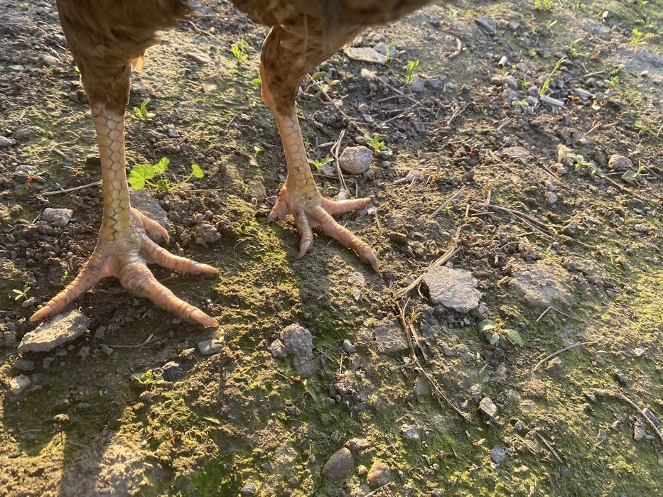 Продам курицу дакан