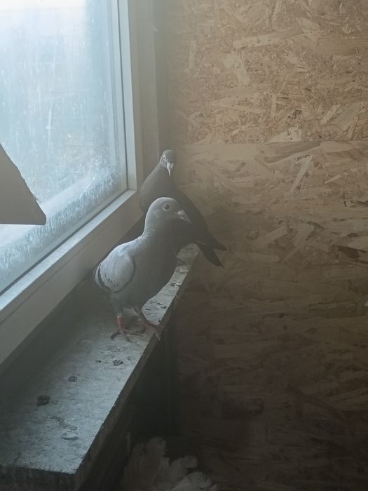 Porumbei voiajori albi