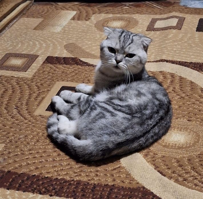 Отдам котика британца