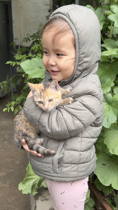 Котенок в добрые руки