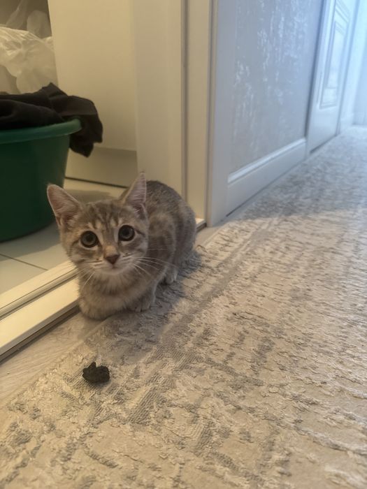 Шотланский котик 3,5 месяца 30000 тг
