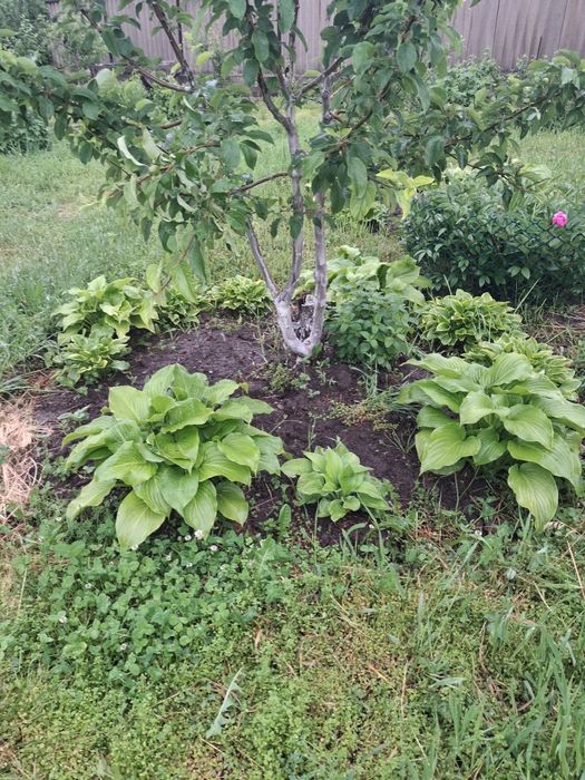 Продам домашние/садовые. Цветы.