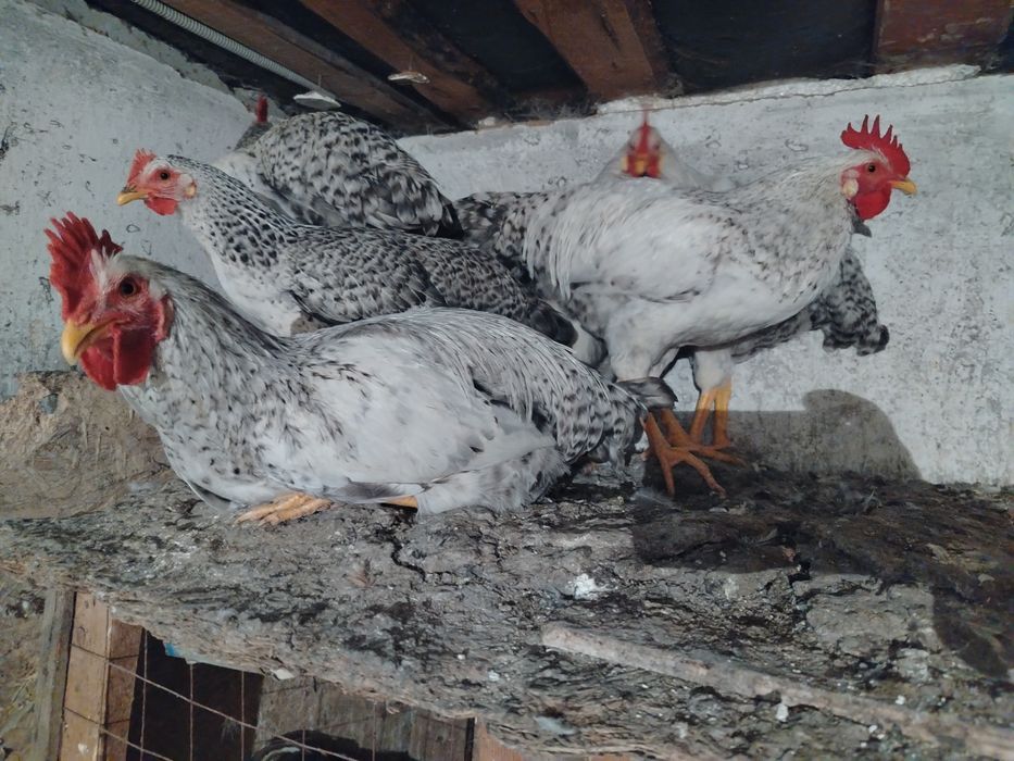 Продам барковских петухов