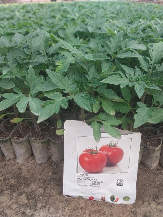 Кучатлар бор хар хил турдаги