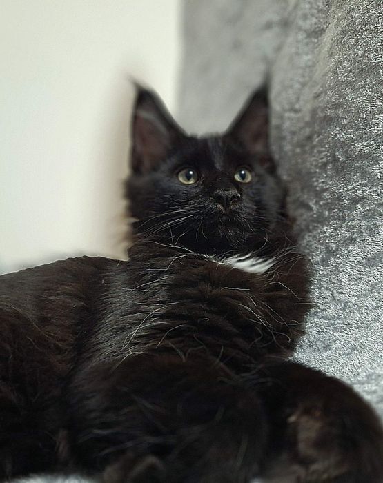 Хотел за вашите домашни любимци