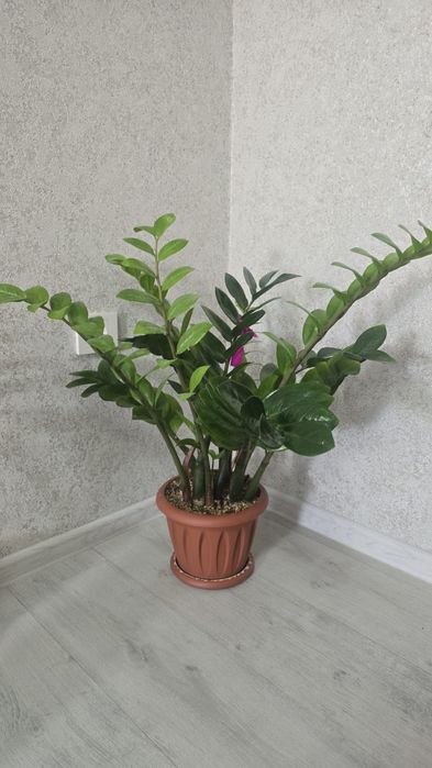 Продам срочно цветы