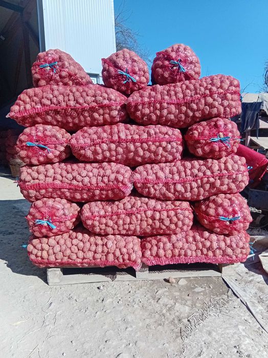 Vand cartofi samanta Bellaroza inmulțirea a II-a