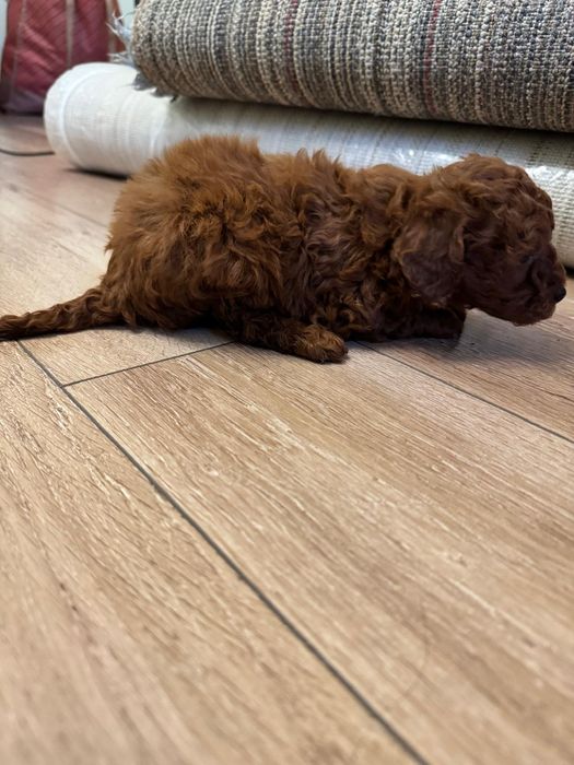 Caniche -Pudel fetita Toy Red