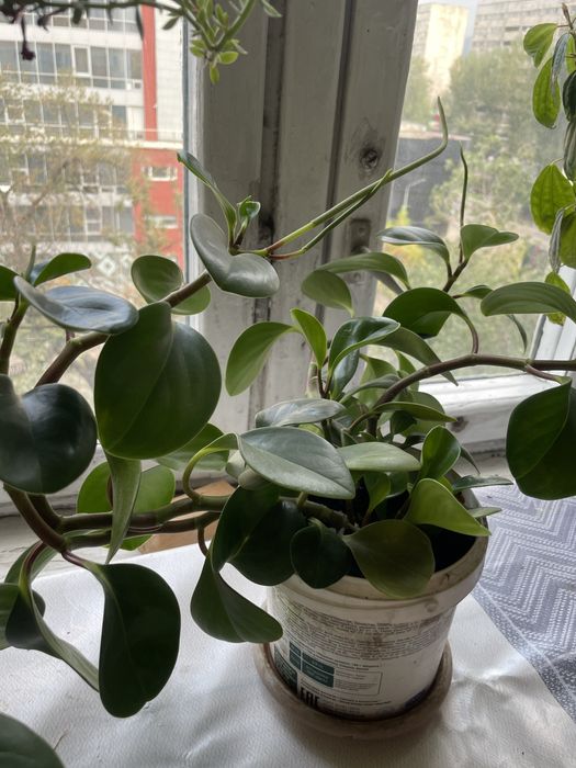 Комнатные цветы недорого