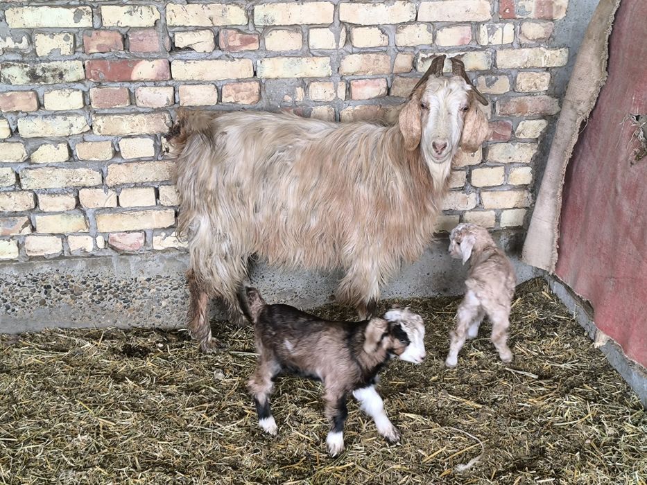 Echki sotiladi egizakchi