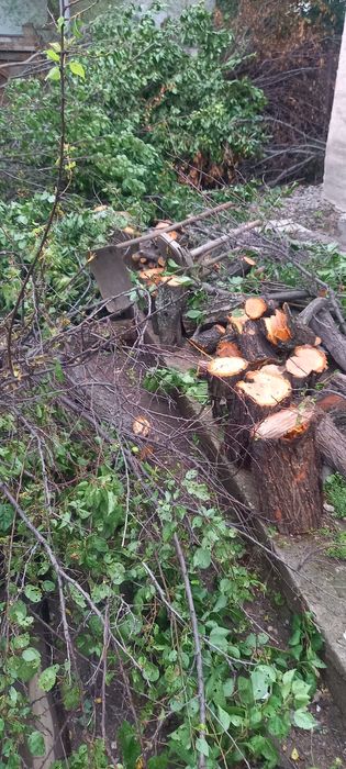 дрова в дар бесплатно