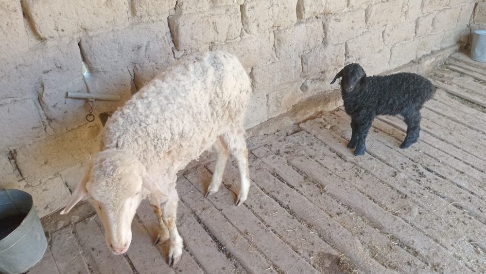 Қой сатылады қозысымен