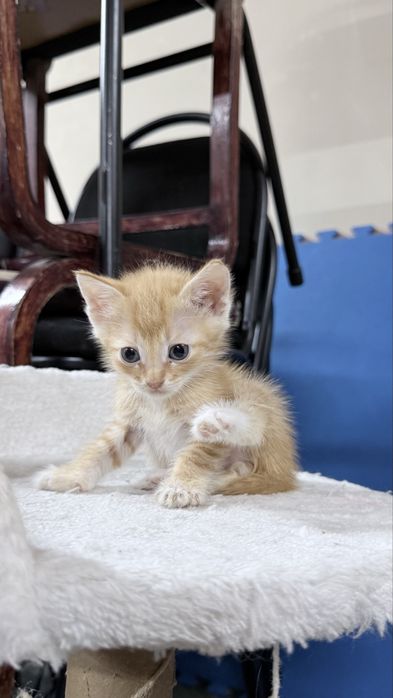 Котенок в добрые руки