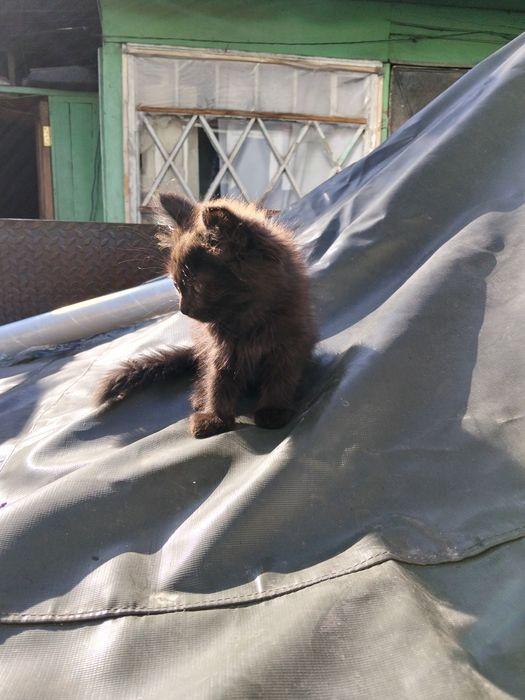 Отдам котенка в добрые руки