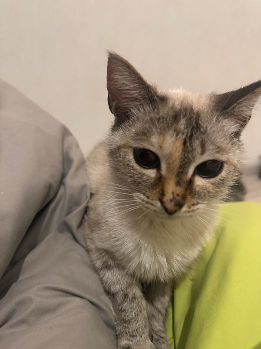 отдам кошечку в добрые руки