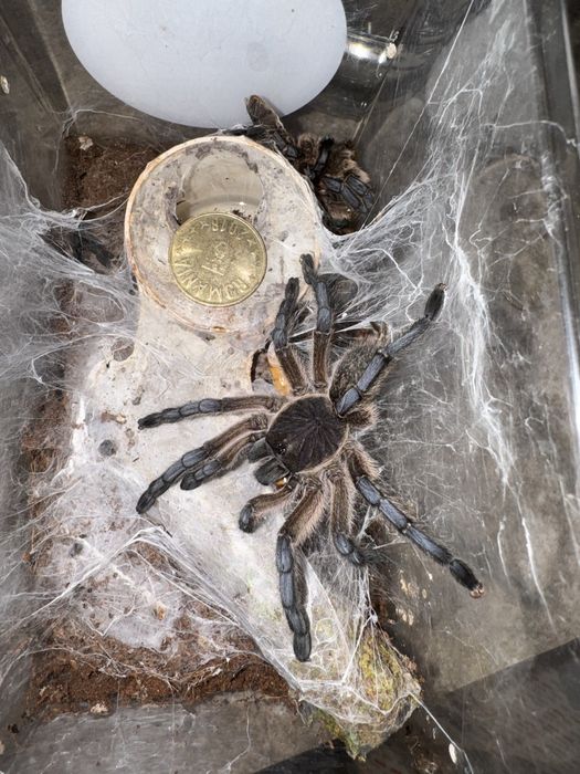 Tarantula Harpactira pulchripes