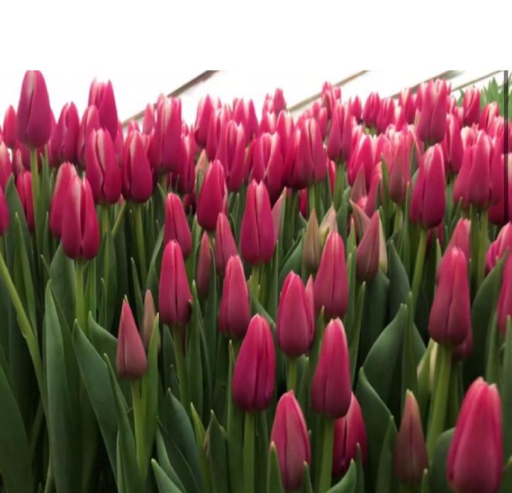 Тюльпаны оптом к 8 Марта.