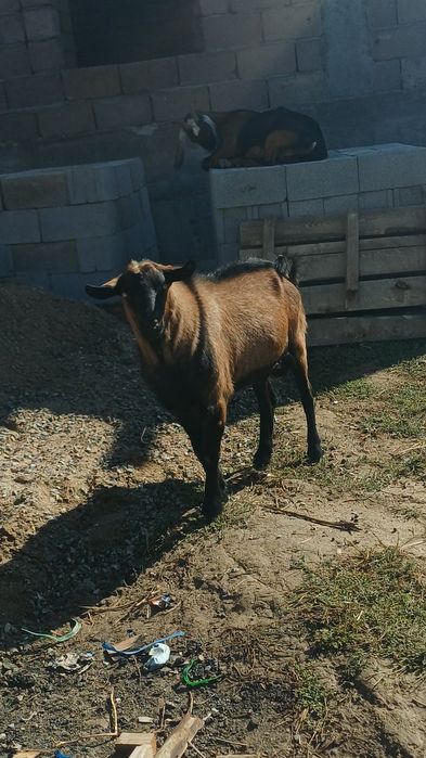 Көкпарға теке сатамын