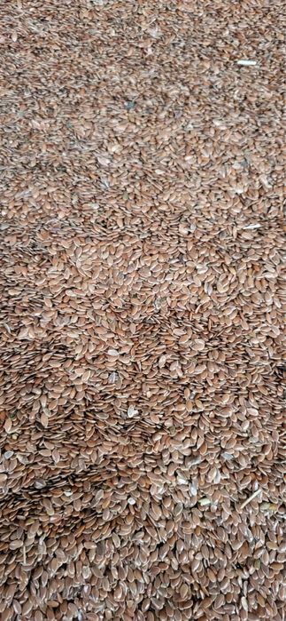 Закупаем белую горчицу , лен