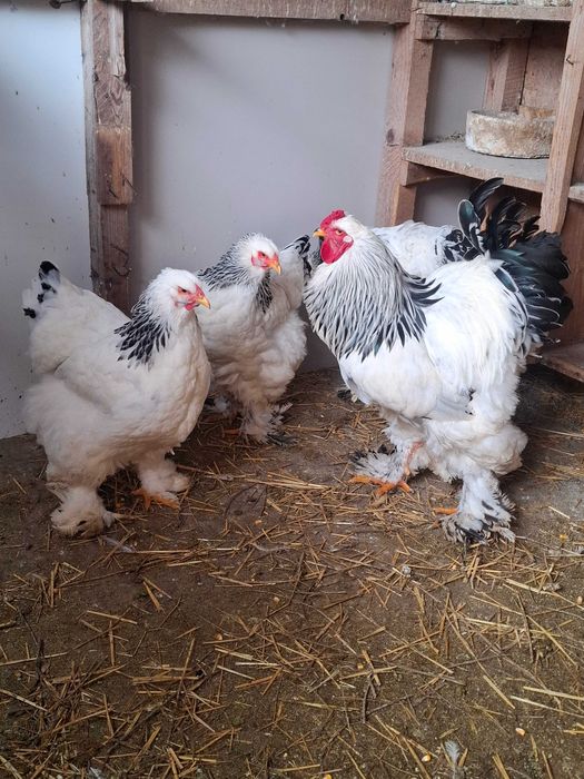 Gaini brahma HD,rate lesesti ciocolatii,porumbei voltati