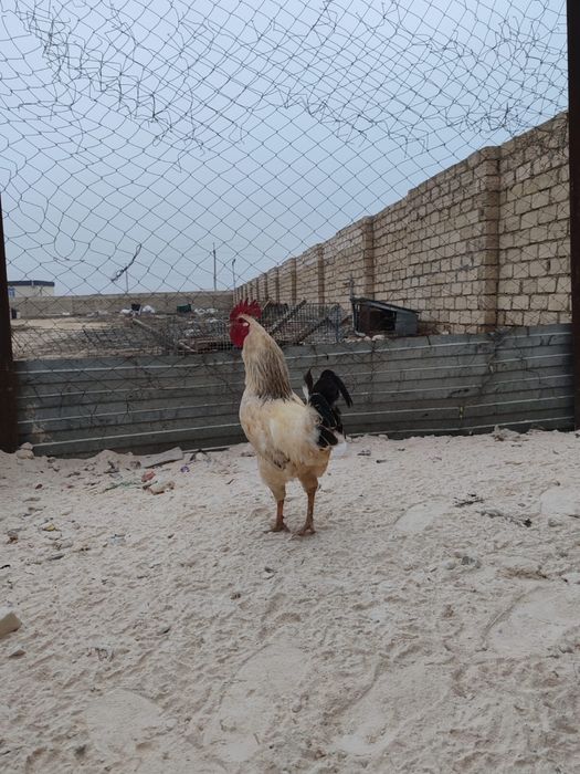 әтеш сатылады 4000 тенге