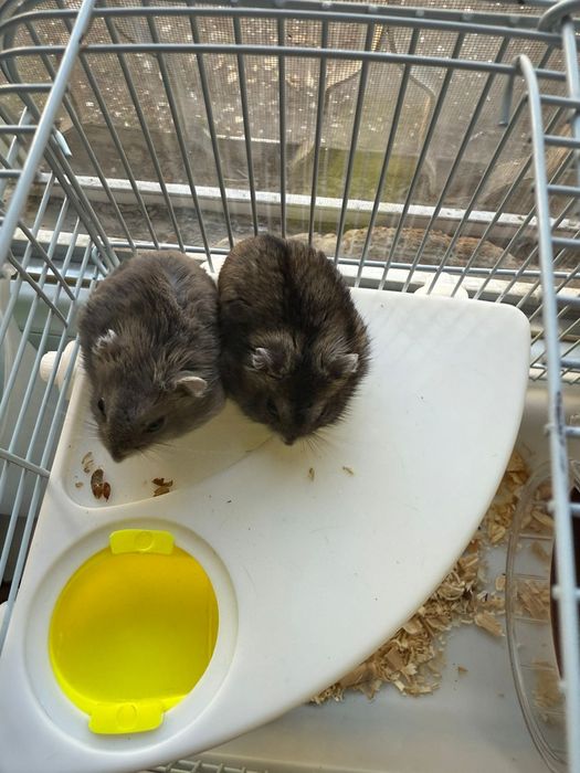 Хомяки джунгарские