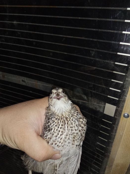 Таёр бизнес бедана
Готовый бизнес перепела