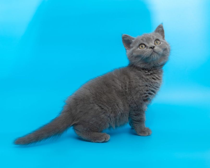 Британский короткошерстный котенок