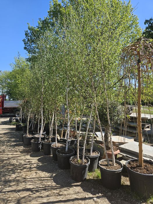 Bambus  pothinia  copaci