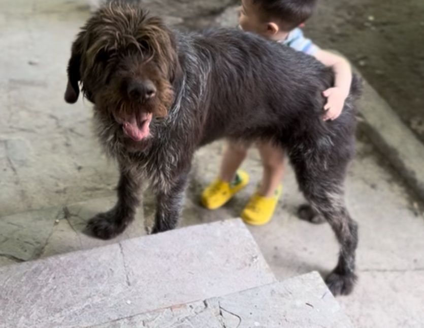 Пропала собака дратхаар