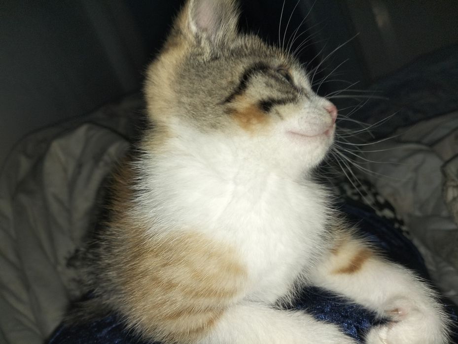 Котёнок трехцветка