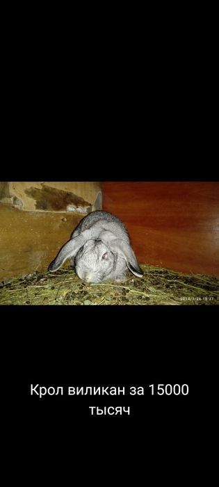 Прадам кроликав и кральчат разных парод