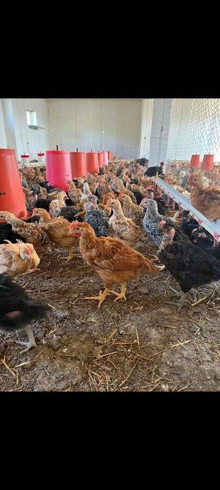 Pui Alb de carne Pui rasă mixtă Porumbac și  Roșu Kabir