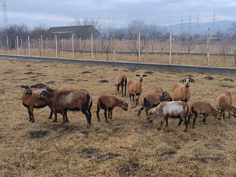 Oi camerun  9 bucati