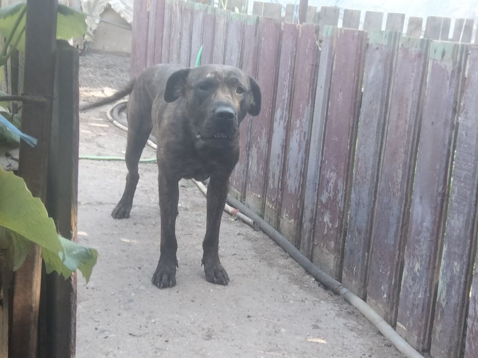 Vand Femela Presa Dogo Canario Tigrata Pedigree adulta Giurgiu
