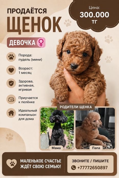 Малый пудель щенок