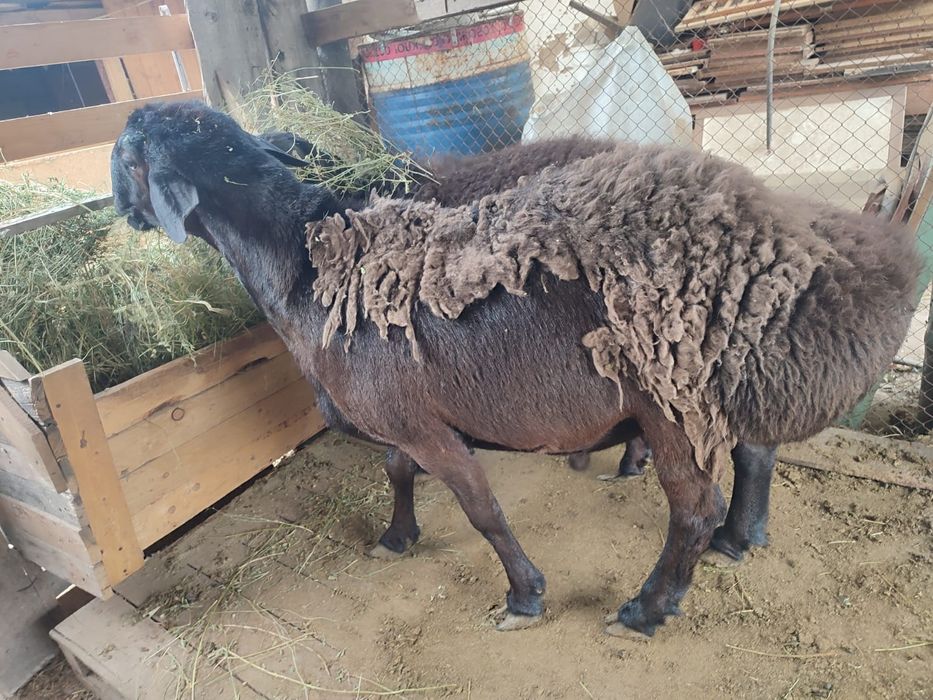 Кошкар сатыдады 250000 Байсерке де. Тур