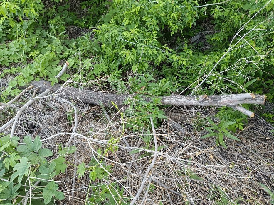 Деревья Бесплатно.