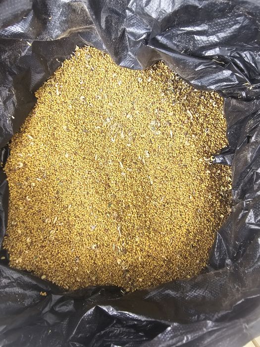 Beda Urug семена люцерны йуринжа тухум Беда уруг