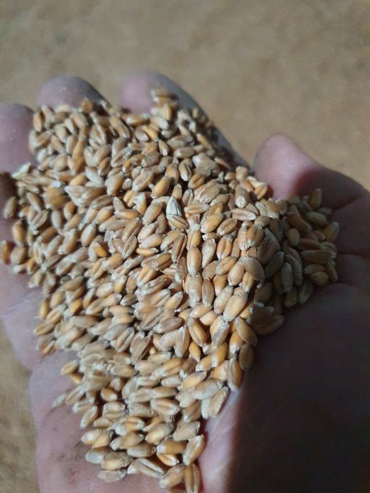 Grau,triticale,porumb,ovaz, orzoaica,secara,amestec cereale, cereale macinate, furaj granulat