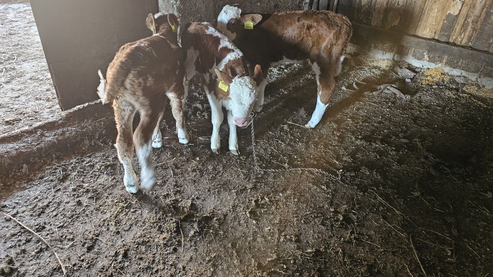 Vitei Vitel vitea  Tauras -Baltata Românească de lapte