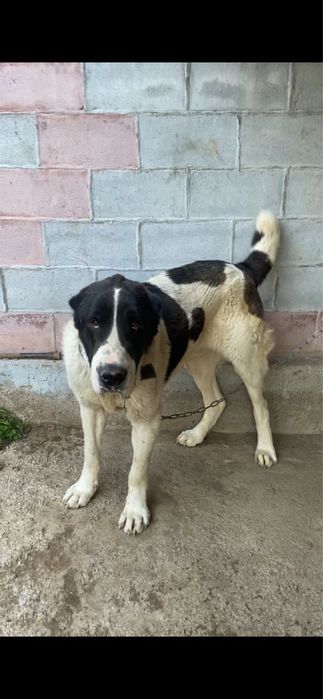 Продам тяж Алабай 1.2 кабель сао