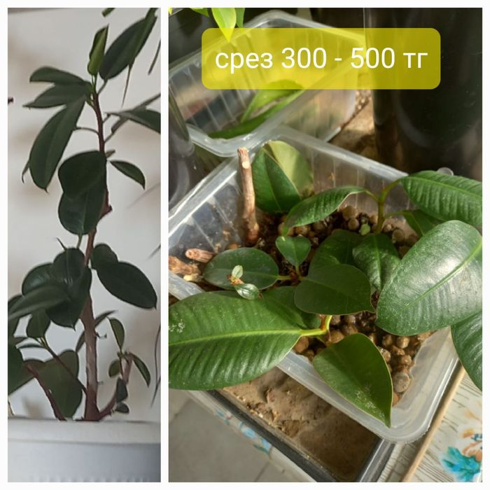 Продам комнатные цветы