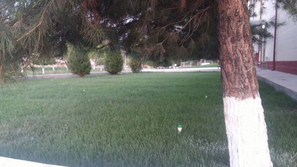 Gazon sifatli va tez