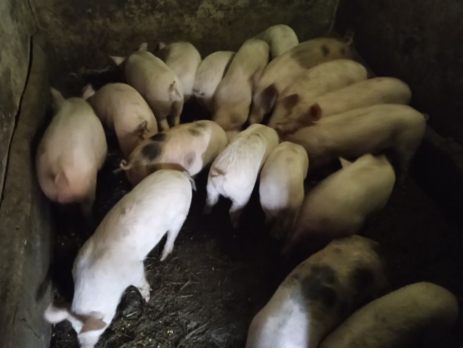 Vând curcanii și curci