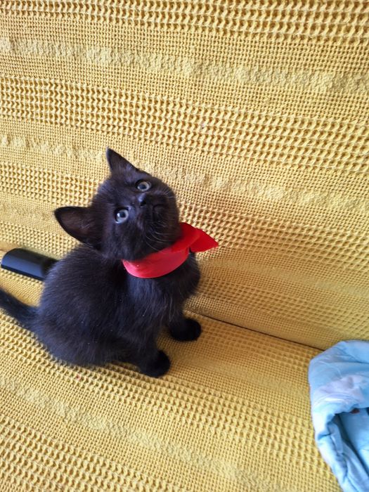 Маленький Степка ищет семью