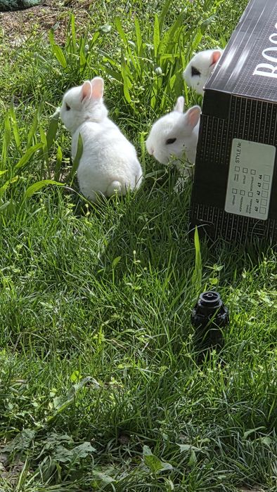 Карликовые кролики